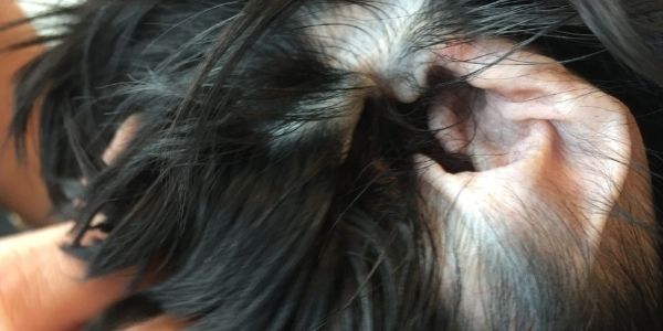 Should You Pluck Your Dog s Ear Hair Preventive Vet